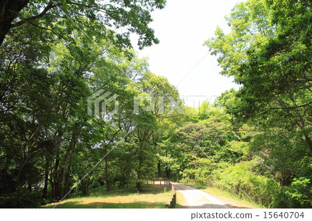 Fresh green park 15640704