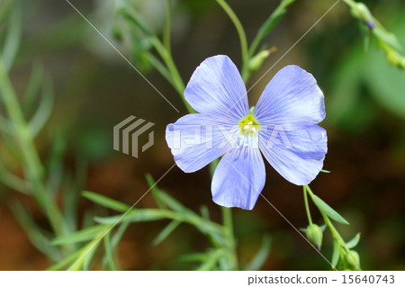 Ama shaking in the early summer wind Ama shaking in the early summer wind 15640743