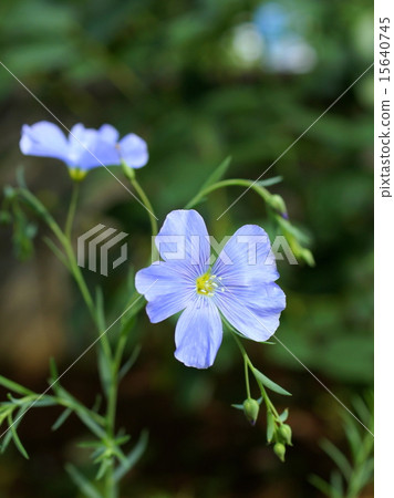 Ama shaking in the early summer wind 15640745