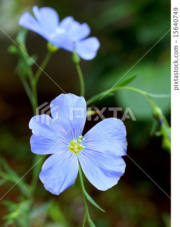 Ama shaking in the early summer wind Ama shaking in the early summer wind 15640749