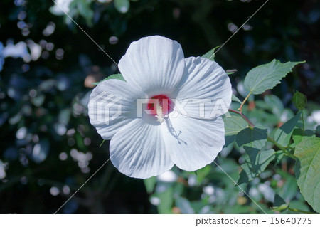 It is called Grass Furong America Fuyo. 15640775