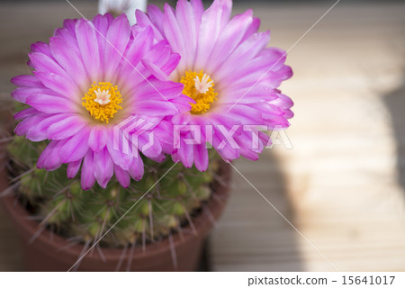 Cactus flower pink 15641017
