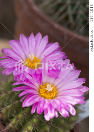 Cactus flower pink 15641018