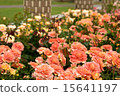 The garden of roses 15641197
