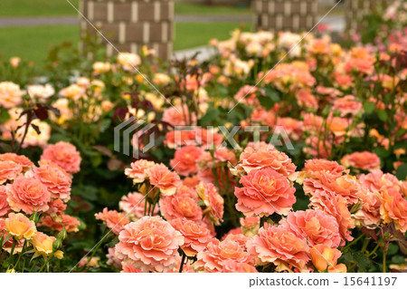 玫瑰花園 15641197