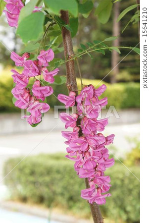 Fujino Hana peach color 01 Fujino Hana peach color 01 15641210