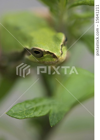 Vertical frog 15641211