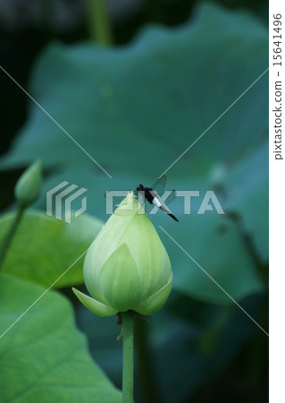 我的名字是Kozaki Tombo。 15641496