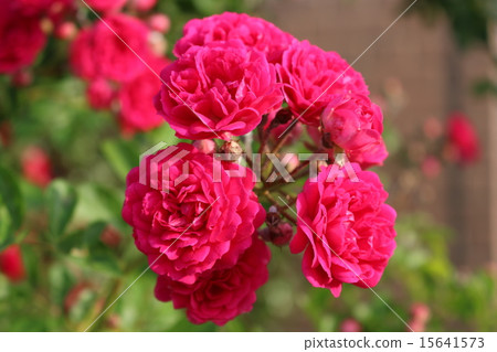 玫瑰Wakaba花 15641573