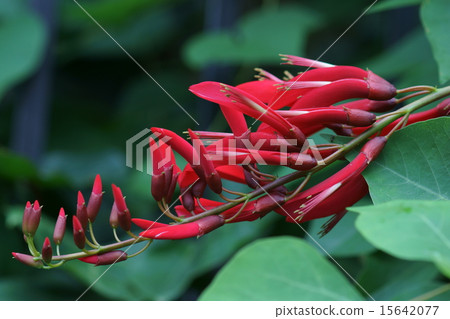 My name is Coral paulownia coral reef. 15642077