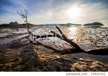 Silhouette of death tree at the shallow sea 15642101