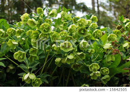 After Christmas rose flowers 15642505