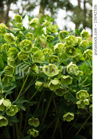 After Christmas rose flowers 15642506