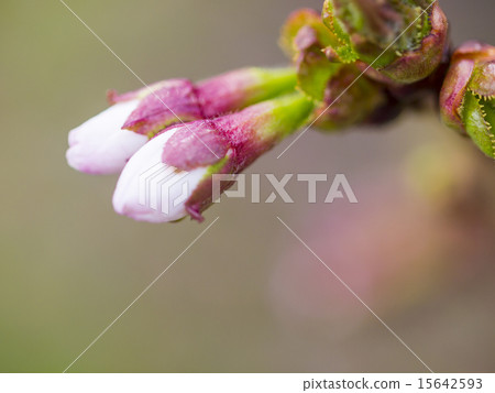 Chishimazakura (bud) 15642593