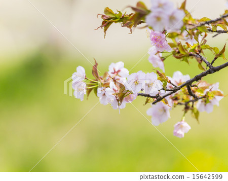 Chishimazakura(紅色) Chishimazakura(紅色) 15642599