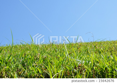 草和藍天 15642676