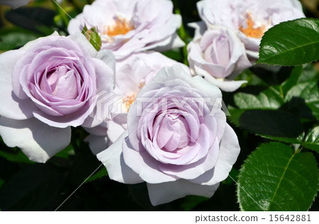 Rose variety: Blue Bayou 15642881
