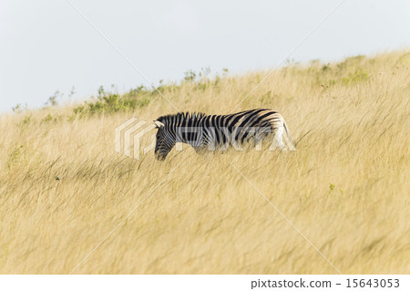 Zebra Grassland Wildlife Zebra Grassland Wildlife 15643053