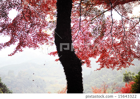 scenery scenery 15643322