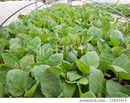 蔬菜苗（茄子） 15643415