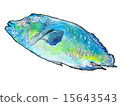拿破崙魚 15643543