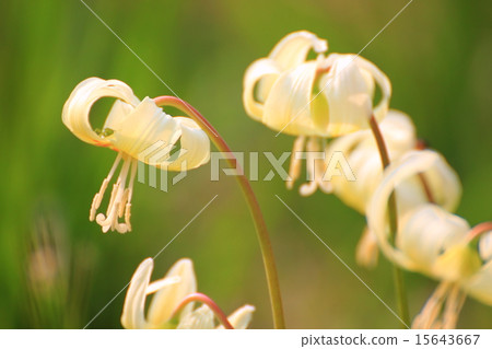 Kibanakatakuri 15643667