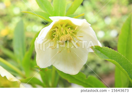 Christmas rose 15643673