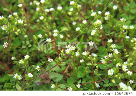 Sharp Sharp 15643674