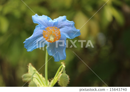 Himalayan's poppy Himalayan's poppy 15643740