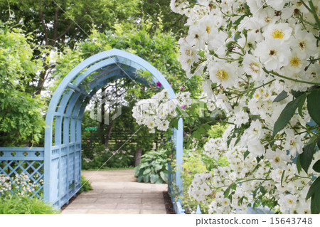 White rose and light blue arch White rose and light blue arch 15643748