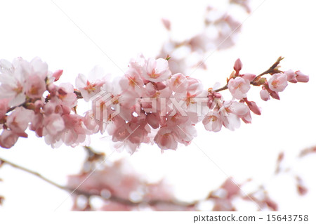Sakura flower 15643758