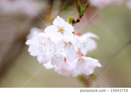 Sakura flower Sakura flower 15643759