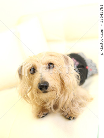 A well-behaved dog A well-behaved dog 15643761