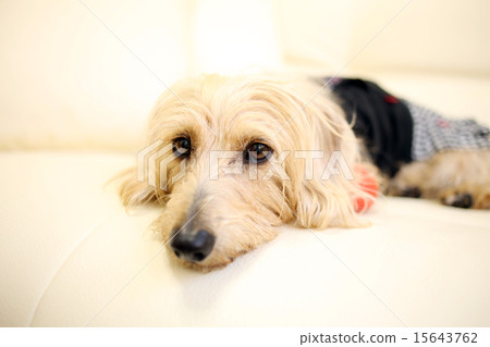 Dog wearing a sofa 15643762