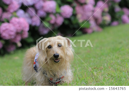 Dog smiling in front of hydrangea Dog smiling in front of hydrangea 15643765