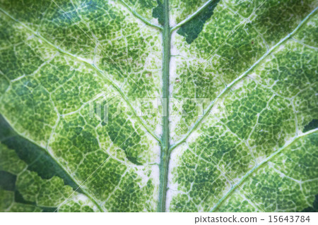 Close up natural green leaf background texture Close up natural green leaf background texture 15643784