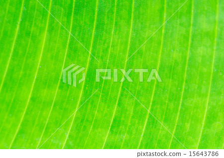Close up natural green leaf background texture 15643786