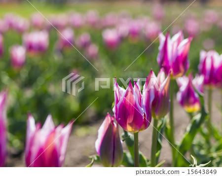 鬱金香（民謠） 15643849