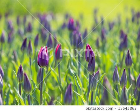 Buds of the tulip (purple) Buds of the tulip (purple) 15643862
