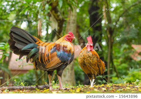 Two jungle chicken at the garden 15643896