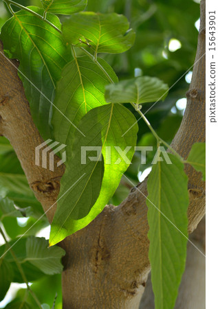 Iranian Iranian tree 15643901