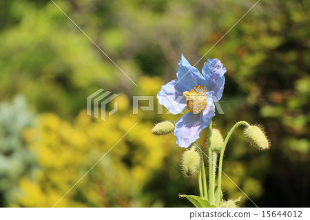 藍罌粟 15644012