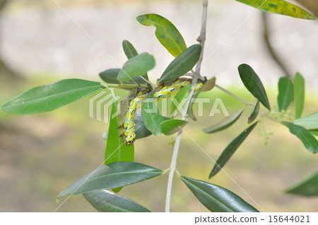 Ibotaga的幼蟲吃橄欖葉 Ibotaga的幼蟲吃橄欖葉 15644021