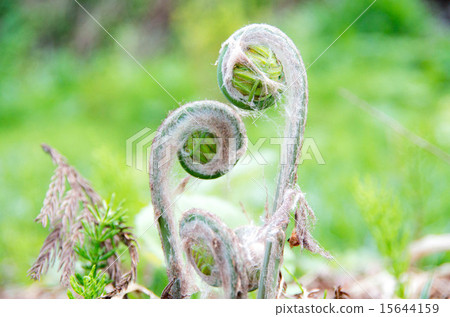 圖庫照片: 皇家蕨菜 羊齒草 山野菜