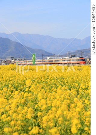 小田急浪漫汽車和油菜田 小田急浪漫汽車和油菜田 15644489