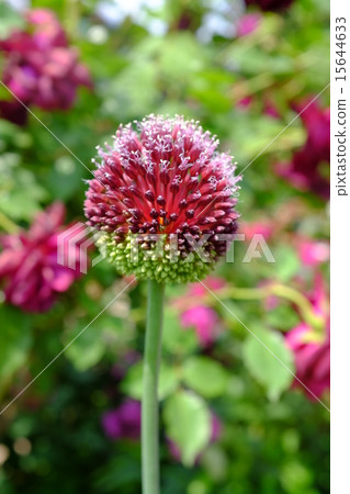 Allium canvas Allium canvas 15644633