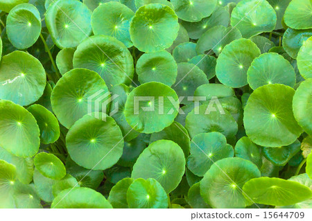 asiatic Pennywort is a plant that indicated 15644709