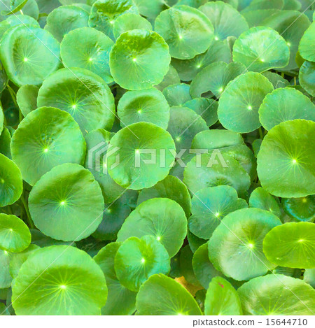asiatic Pennywort is a plant that indicated 15644710