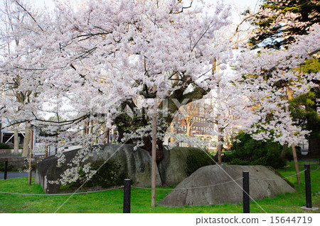 Ishiba cherry tree natural treasure 15644719