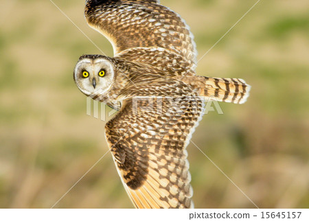 Flight of Commimizuku 15645157